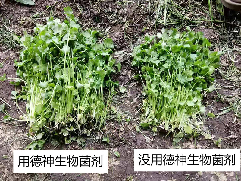 香菜對比