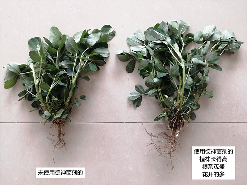 植株對比