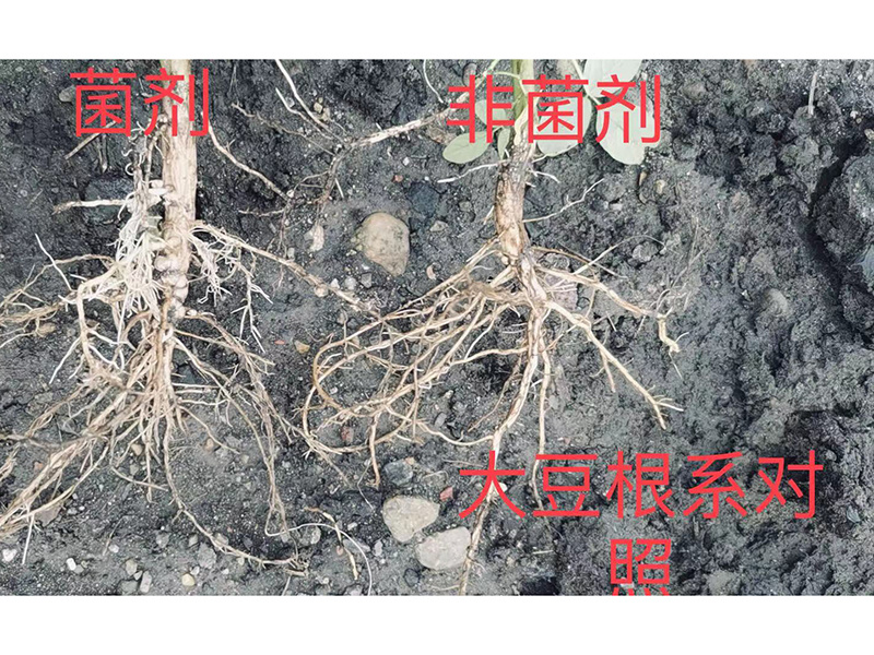 大(dà)豆根系對比